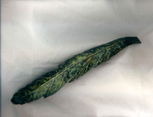 acanthus-blad-messing.jpg